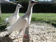 Srebrniak Gołębie Samiec Młódek 2023 Po Wylotach