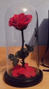 Róża wieczna z futerałem