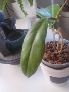 Hoya South of Thailand i Vitellinoides ZESTAW