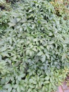 winobluszcz pięciolistkowy,