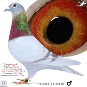 ***Top wnuk "Boris" Prange***