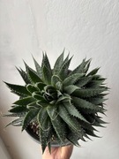 Aloes ościsty rośliny 