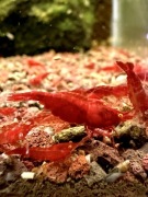 Bloody Mary OE - krewetki Neocaridina / pomarańczowe oczy