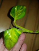 Epipremnum neon joy kiwi cięta szczyt