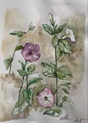 „ Petunia” piękna akwarela