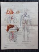 Układ krwionośny człowieka - chromolitografia 1897