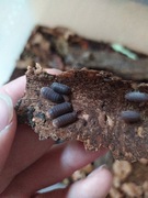 Cubaris murina 12 sztuk isopody 