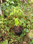 Złotokap sadzonka dwuletnia 