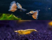 Gupiki Red Nebula para krewetki Yellow żółte 10 szt