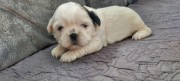 Sunia Shih-Tzu 