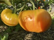 Pomidor Amana Orange nasiona kolekcjonerskie