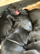 Szczaniak Flat Coated Retriever