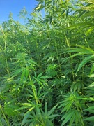 1 KG - Susz konopny Konopi  Cannabis S. Futura 75