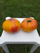 Peach & Cream pomidor kolekcjonerski