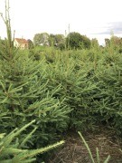 Choinki, sadzonki drzewka ozdobne