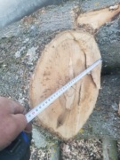 Drewno opałowe z jesionu – świeży pień, duża średnica ok. 52 cm 4 sztuki