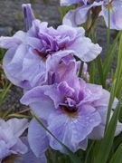 Irys syberyjski 'Rigamarole' Iris sibirica