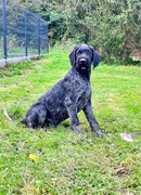 Szczeniak Wyżeł Niemiecki Szorstkowłosy