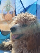 Pies pudel toy FCI/UCI czerwony Red płowy championi