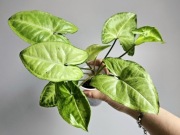 Wielkie Syngonium White Butterfly w hydroponice 