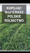 Żyto ozime ziarno zielony  poplon 20 kg POLSKIE ŻYTO