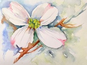 Akwarela 24x32 - "Dereń kousa"