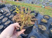 Kokorycz paprociolistna 