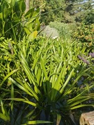 Osoka aloesowata 3szt.