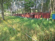 Miód lipowy ,, Nigdy nie rozgrzewany''