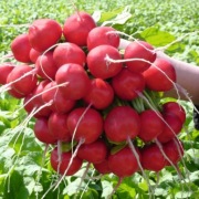Rzodkiewka Rosetta F1 - Nasiona Holenderskie