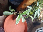 Hoya  AH 074 ukorzeniona rosnąca srebrna 