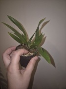 Oncidium Twinkle storczyk 