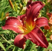 Hemerocallis / Liliowiec: Jacek