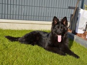 Owczarek Niemiecki Czarny Długowołosy Pies Ares ze Skrzyszowa