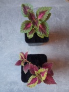 Koleus blumego pokrzywka brazylijska w doniczce