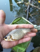 Karaś Złocisty !!!