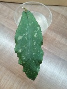 Hoja Hoya Undulata Black