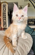 Śliczny kotek Maine Coon FPL 