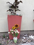  Słonecznik. Sprzedam żywy kwiat słonecznika.