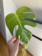 Monstera Variegata