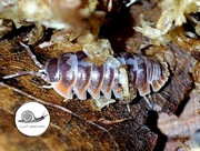 Armadillidium klugi SKELETON RARYTAS 10 szt isopody prosionki kulanki