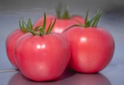 Pomidor Manusa F1 - Nasiona Holenderskie