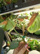 philodendron sodiroi-cięty szczyt, poparzenia od lampy