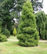 Cryptomeria japonica Szydlica japońska Kryptomeria Japońska duża sadzonka