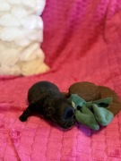 Szpic miniaturowy pomeranian boy