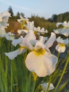 Irys syberyjski 'Klasycyzm' Iris sibirica