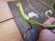 Monstera Frozen Freckles cięta szczyt 