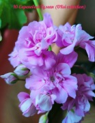 sadzonka pelargonii Yu-Sirenevyi Tuman