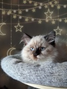 Kotka neva masquerade kot syberyjski tortie szylkret