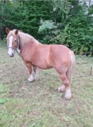 Sprzedam klacze i konie ròżnej rasy -. wieku.